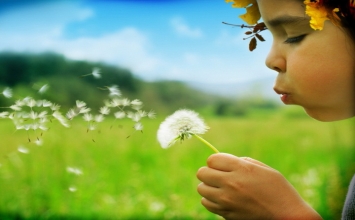 Sự tích hoa bồ công anh