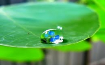 Làm người phải luôn có đạo đức và lòng biết ơn là điều hạnh phúc nhất