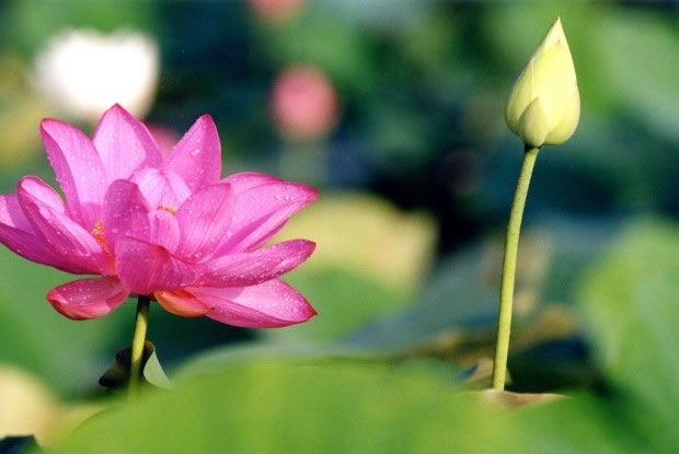 Xả oán hờn