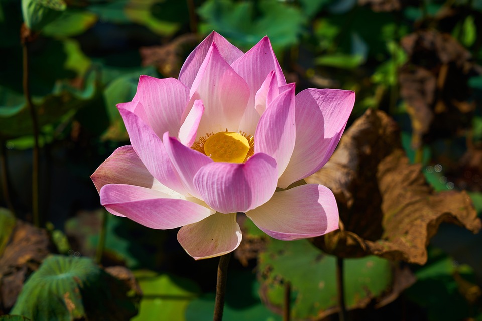 Tha thứ là điều ta làm cho chính mình