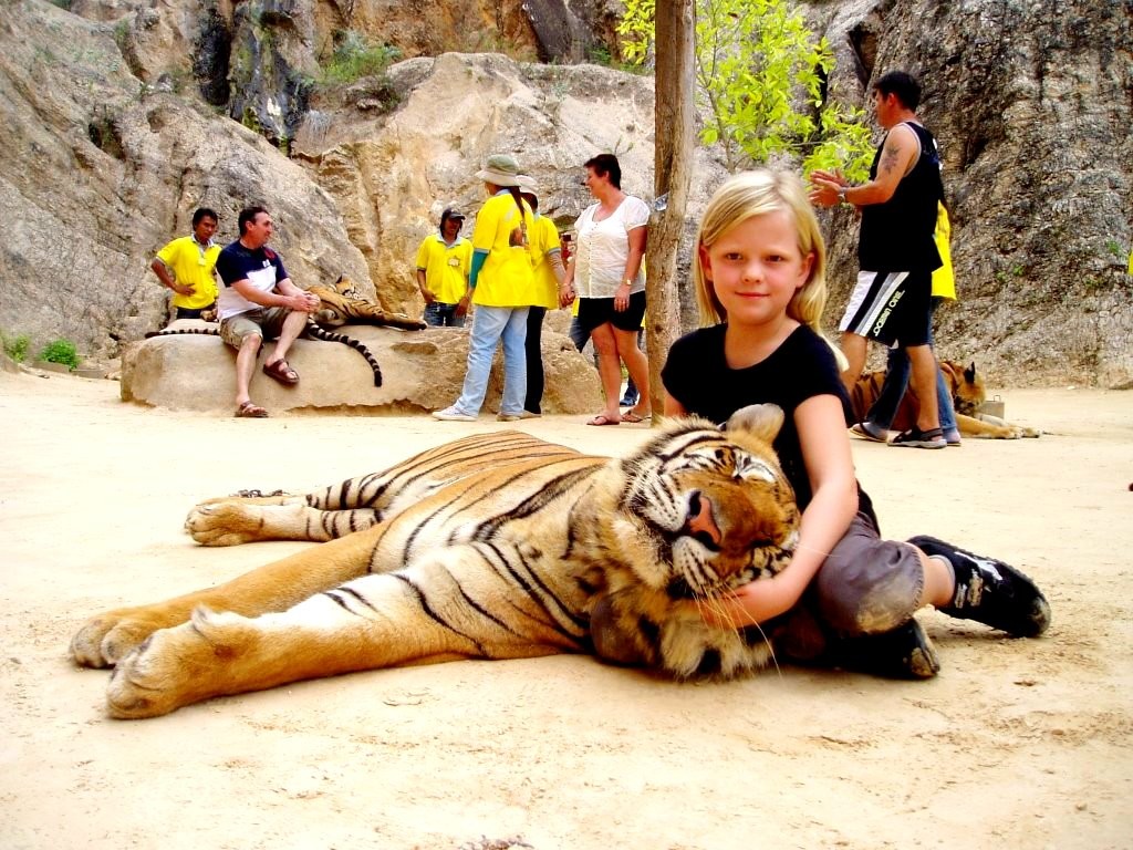 Bầy hổ mồ côi sống hiền lành trong chùa Wat Pha Luang Ta Bua, Thái Lan