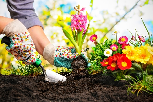 Làm vườn mang lại nhiều lợi ích sức khỏe