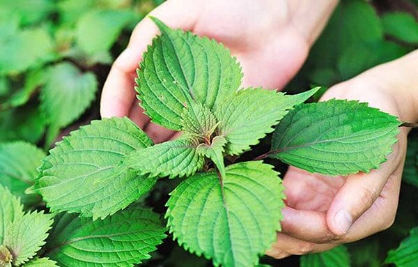 Công dụng chữa bệnh của lá tía tô