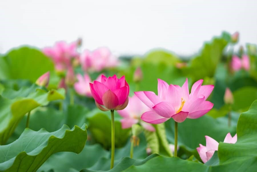 Sống khiêm tốn, không khoe khoang