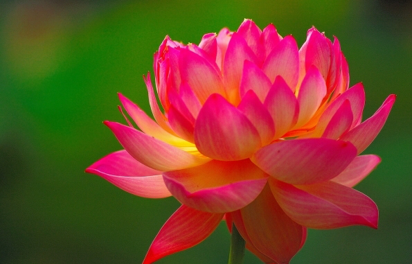 Ếch mắc câu 