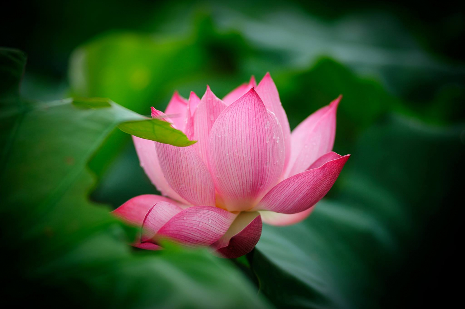 Hãy giữ tâm bao dung