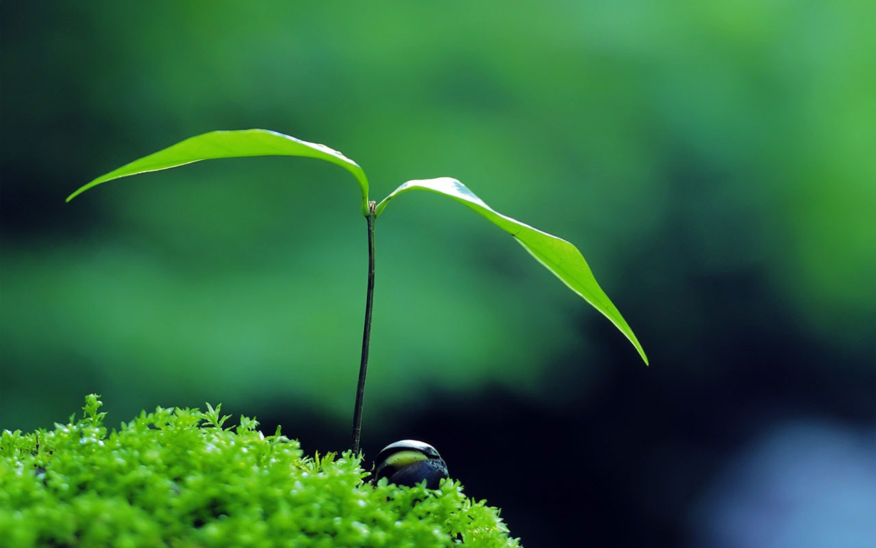 Có công mài sắt, có ngày nên kim