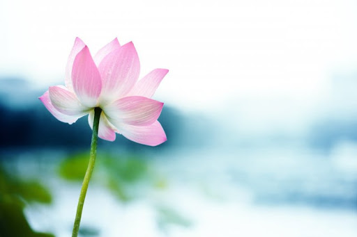 Buông bỏ bớt tham vọng, đời tự khắc đủ đầy...