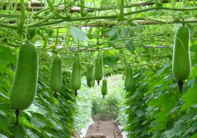 Bài thuốc Đông y phòng viêm đường hô hấp