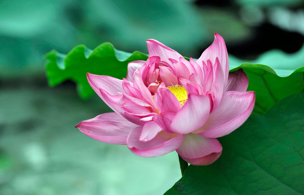 Không cậy tài