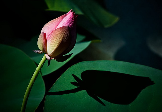 Đừng nghĩ quá nhiều, biết đủ mới hạnh phúc