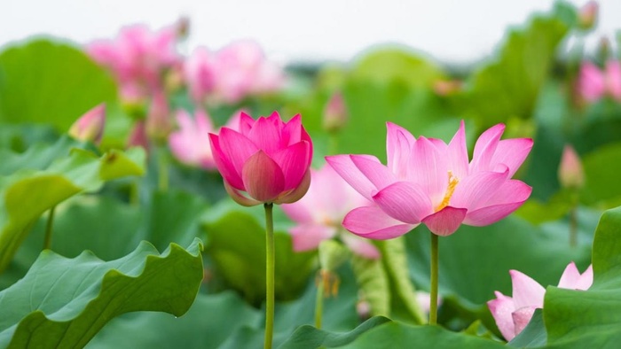 Chúng ta sinh ra là để có cuộc sống tươi đẹp, không pɦải sinh ra do ý muốn của ai đó