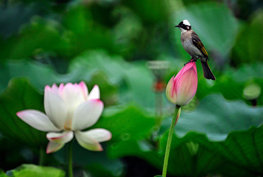 Sự khôn ngoan của con chim