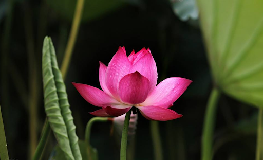 Chọn lạc quan mà sống
