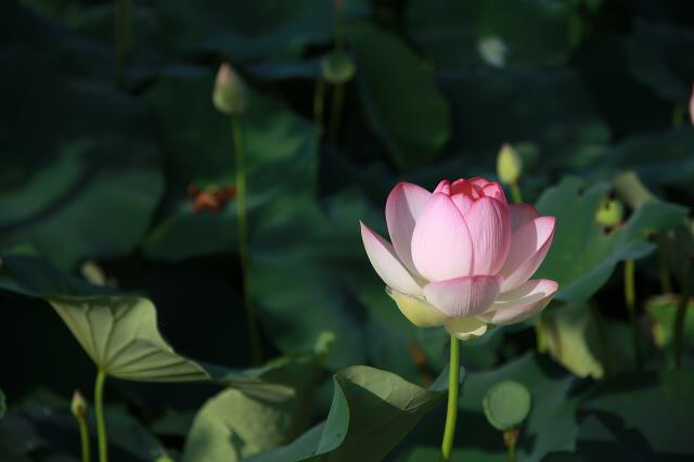 Không thỏa mãn vì không hạnh phúc