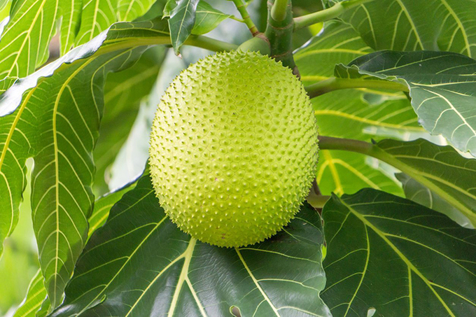 Quả sa kê có tiềm năng trở thành siêu thực phẩm