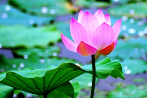 Sống nhân từ cho cuộc đời an ổn