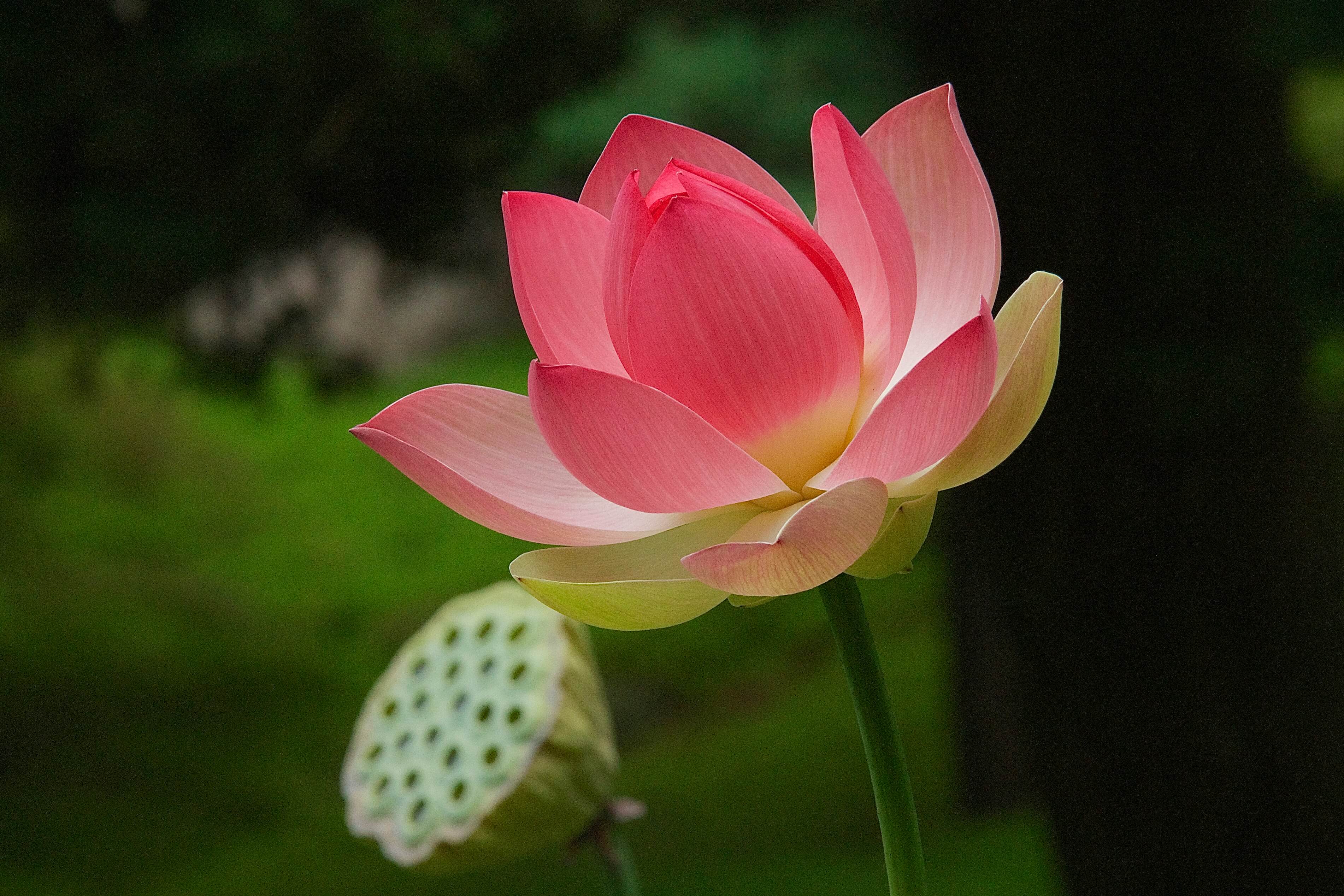 Người còn bôn ba giữa chốn bụi hồng và người đã biết hồi đầu dừng lại cách nhau bao xa?