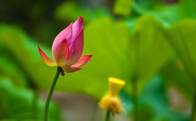 Trân quý những điều tốt đẹp quanh mình