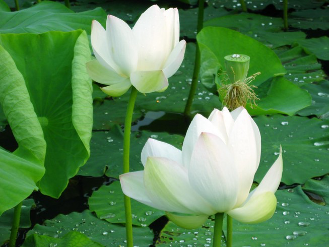 Nhận định của bạn về một sự việc nào đó, phản ánh thái độ thật bên trong của bạn