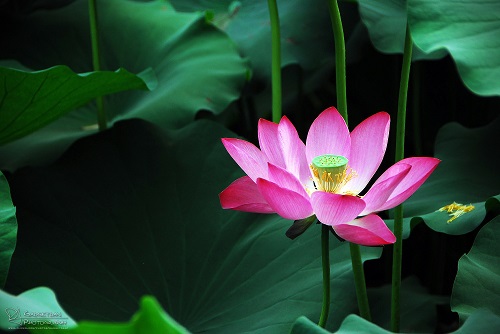 Người mang trong lòng trái tim từ bi