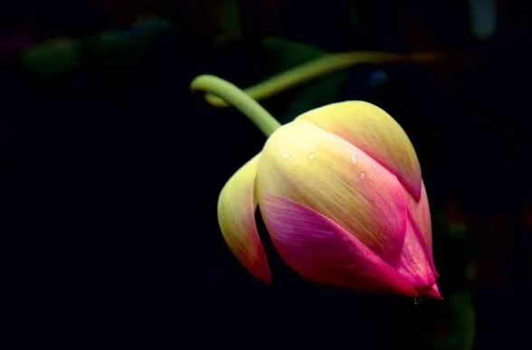 Nuôi dưỡng sự lương thiện