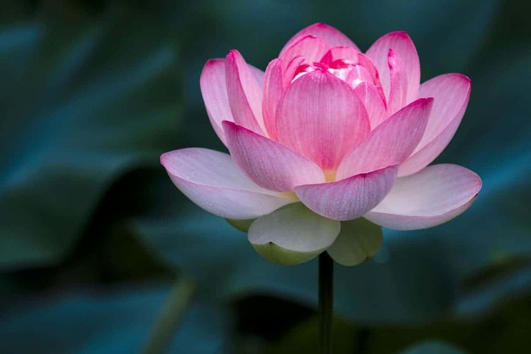 Lời không tốt không nên nói