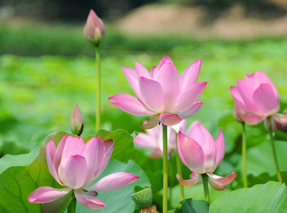 Bí quyết sống thọ