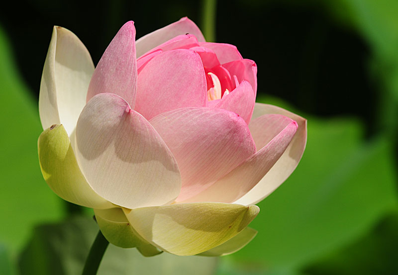 Những niềm vui nhỏ