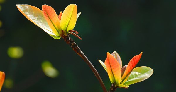 Hạnh phúc gia đình
