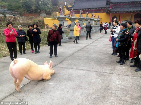  Heo rừng có trí khôn và tình thương