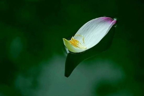 Tình thương 