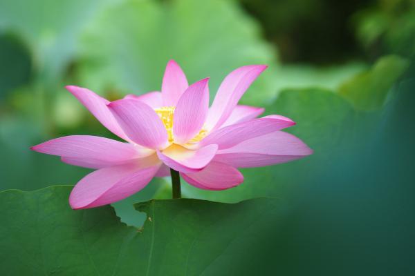 Không sân hận, thường vui vẻ