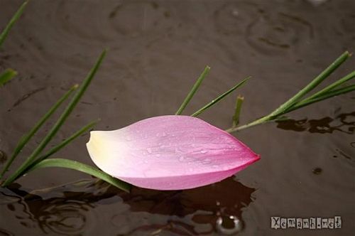 Cuộc đời hãy cứ thuận theo luật nhân quả 