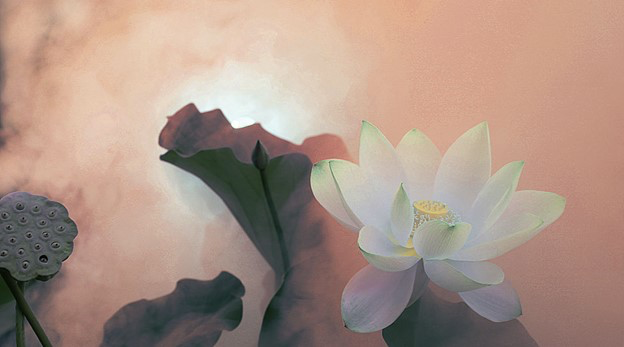 Để tâm được an yên