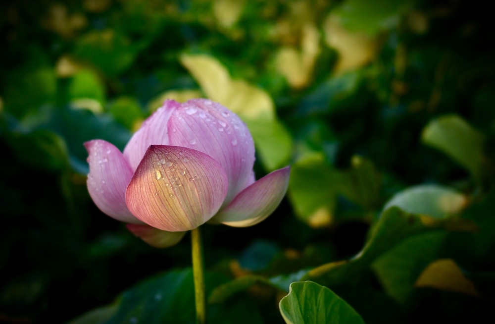 Một đời sống không có pháp làm nền tảng sẽ đau khổ rất nhiều
