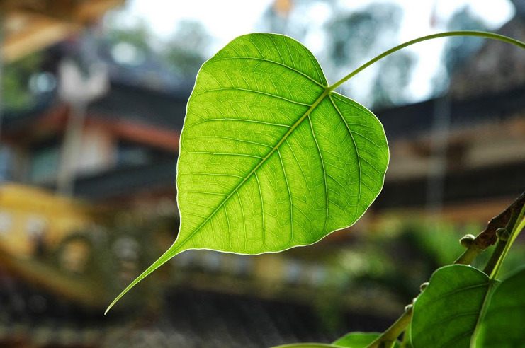 Câu chuyện chiếc lá