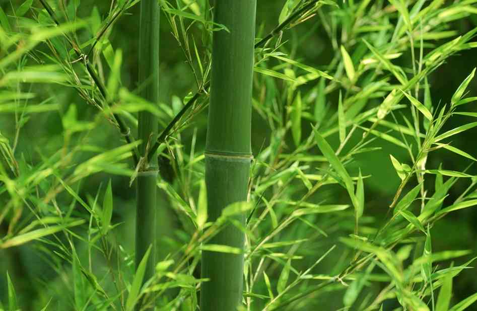 Định luật cây tre