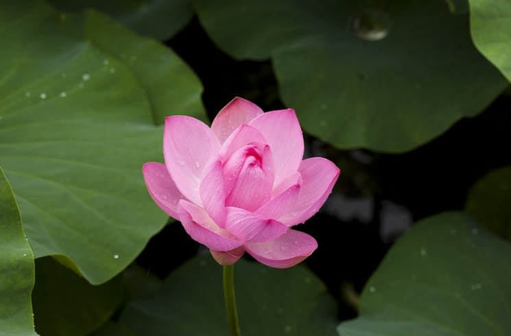 Buông xả và cho đi