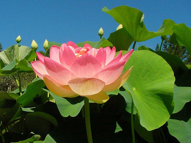 Sống chánh niệm trong giây phút hiện tại