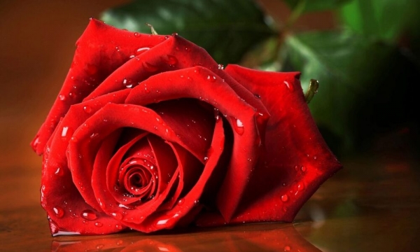 Lòng tốt là thứ ngôn ngữ mà người điếc có thể nghe và người mù có thể thấy