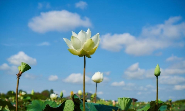 Đừng mãi hái sao trên trời khi dưới chân mình là sỏi đá…