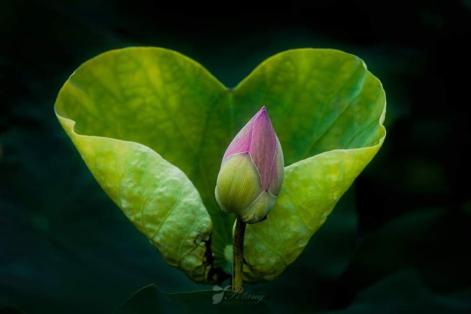 Phúc hay họa đều tại tâm