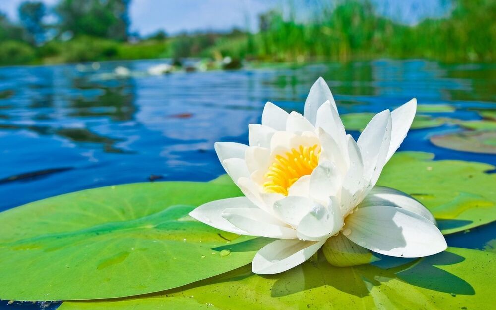 Khi lòng người bình lặng, thế gian sẽ an yên