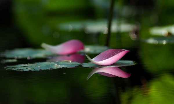 Biết đủ là được