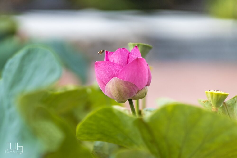 Soi sáng lại chính mình