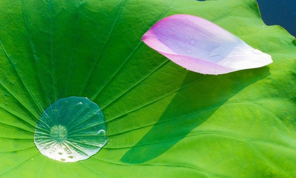 Đau đủ rồi thì buông 