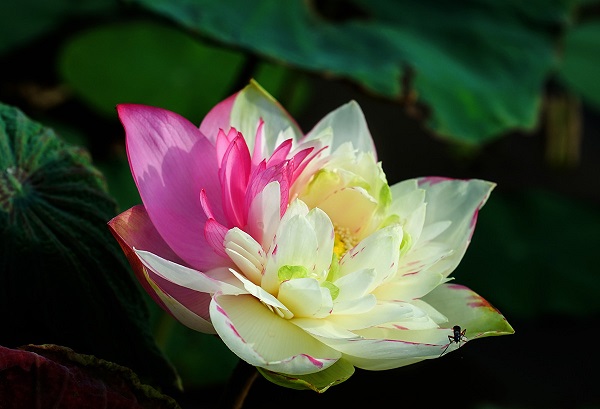 Nửa đời sau còn lại
