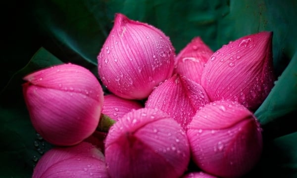 Chúng tôi không in được hóa đơn thanh toán cho tình người