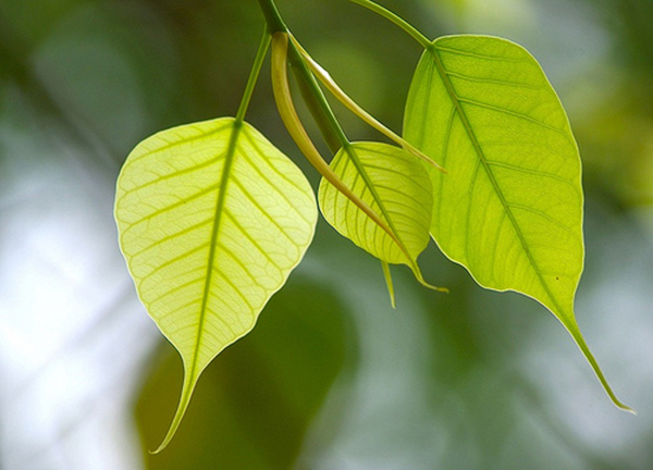 Thế gian vốn tạm bợ